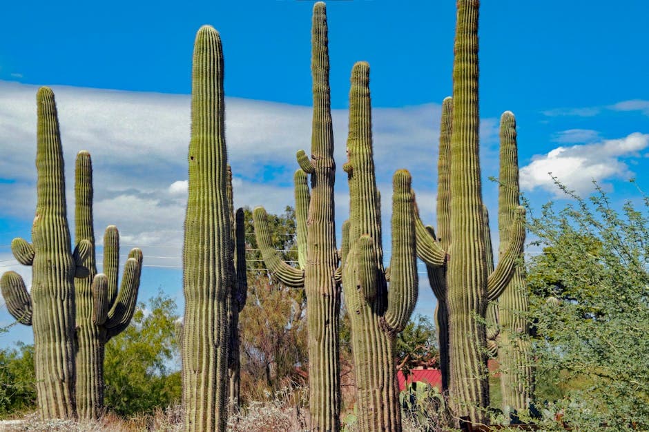 Gilbert, Arizona